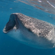 A whale shark